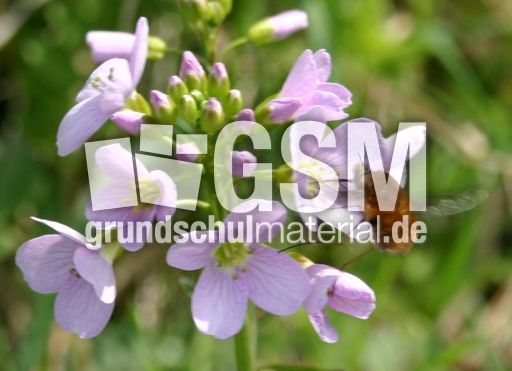 Wiesenschaumkraut-3.jpg